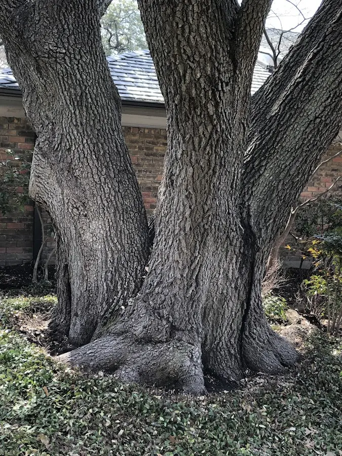 Mature heritage tree close to a Caryville property cared for by certified arborists